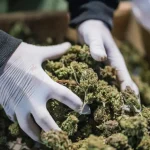 is delta-8 safe to smoke