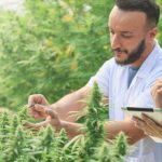 Wellness Focused Cannabis Routines Helping Adults Enhance Calm And Personal Balance