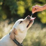 Cbd oil for dogs
