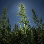 Budget-Friendly Delta 8 Flower Providing Affordable Options for Frequent Buyers