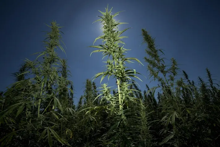 Budget-Friendly Delta 8 Flower Providing Affordable Options for Frequent Buyers