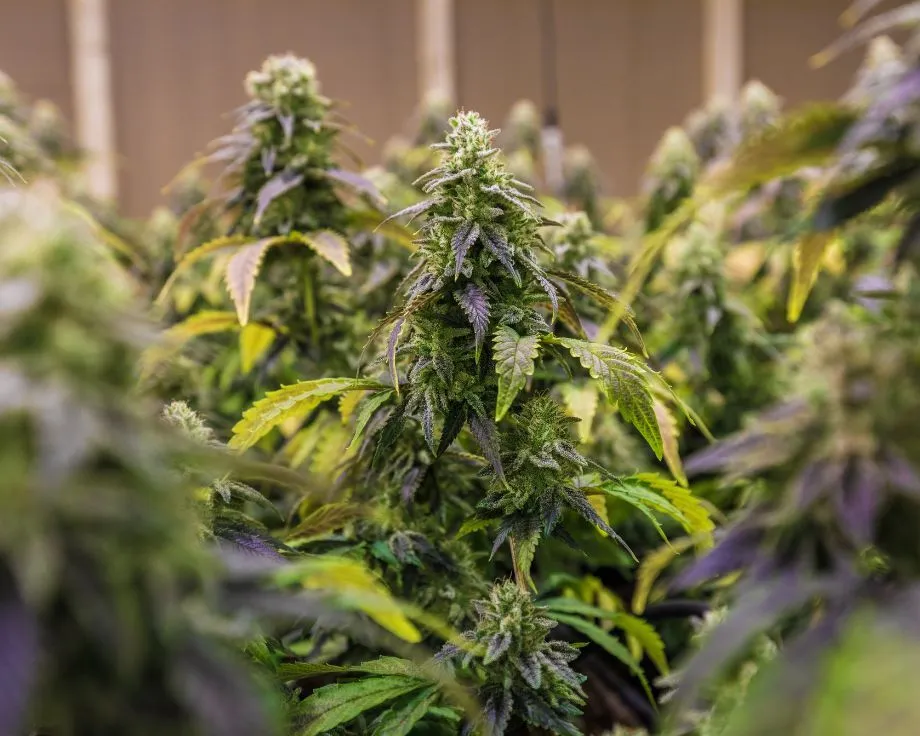 best delta 8 hemp flower