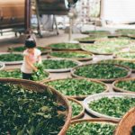 Distinct Flavor Profiles Creating Greater Variety among Kratom Extract Choices